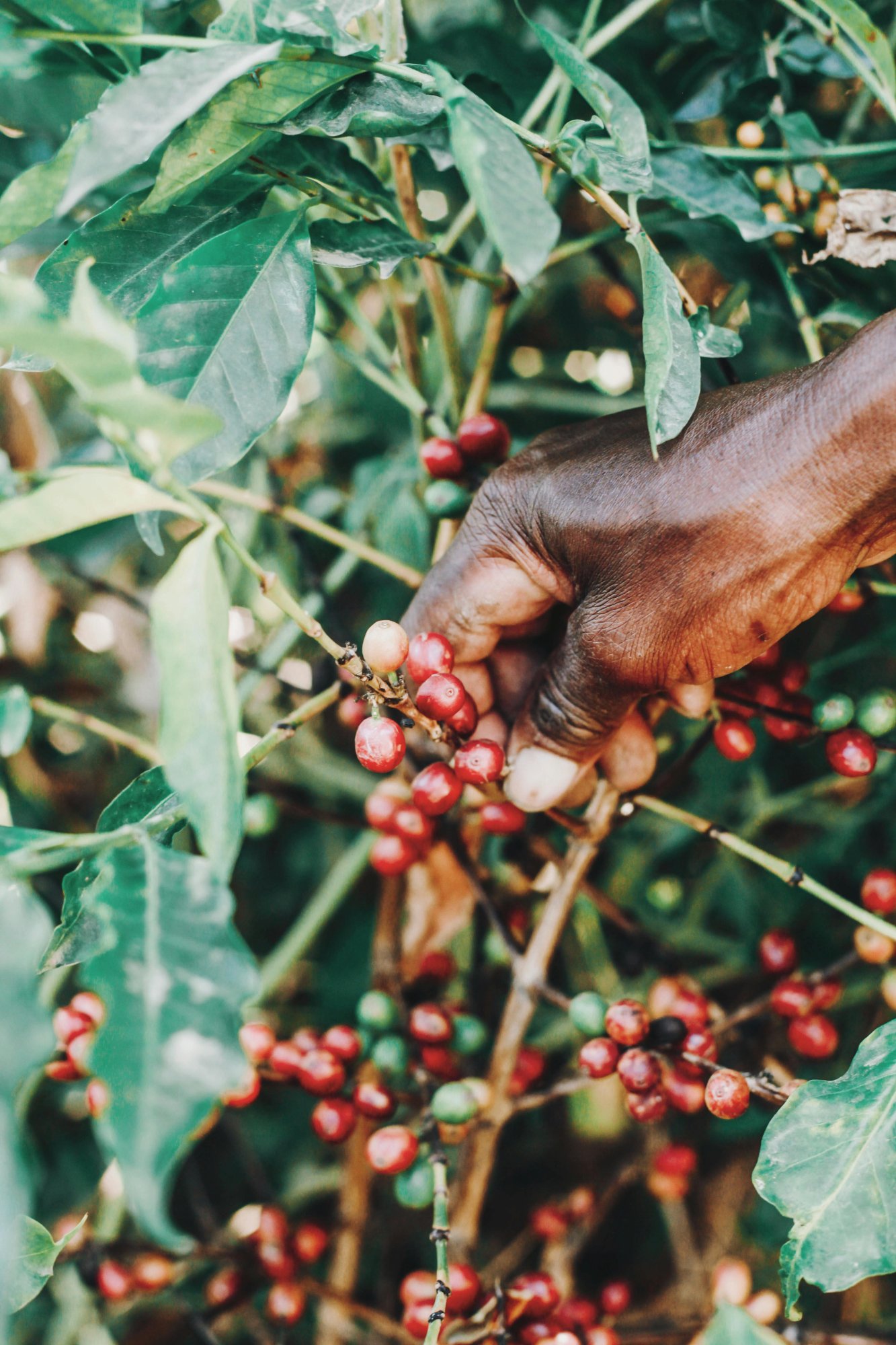 Hand picking coffee cherries