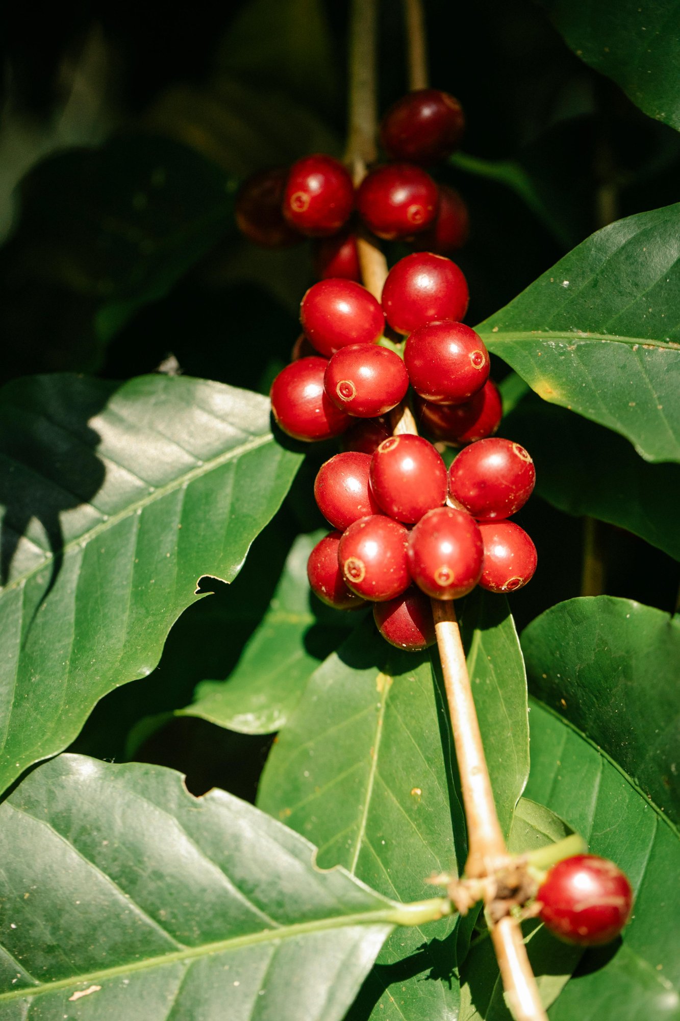 Coffee cherries on a branch