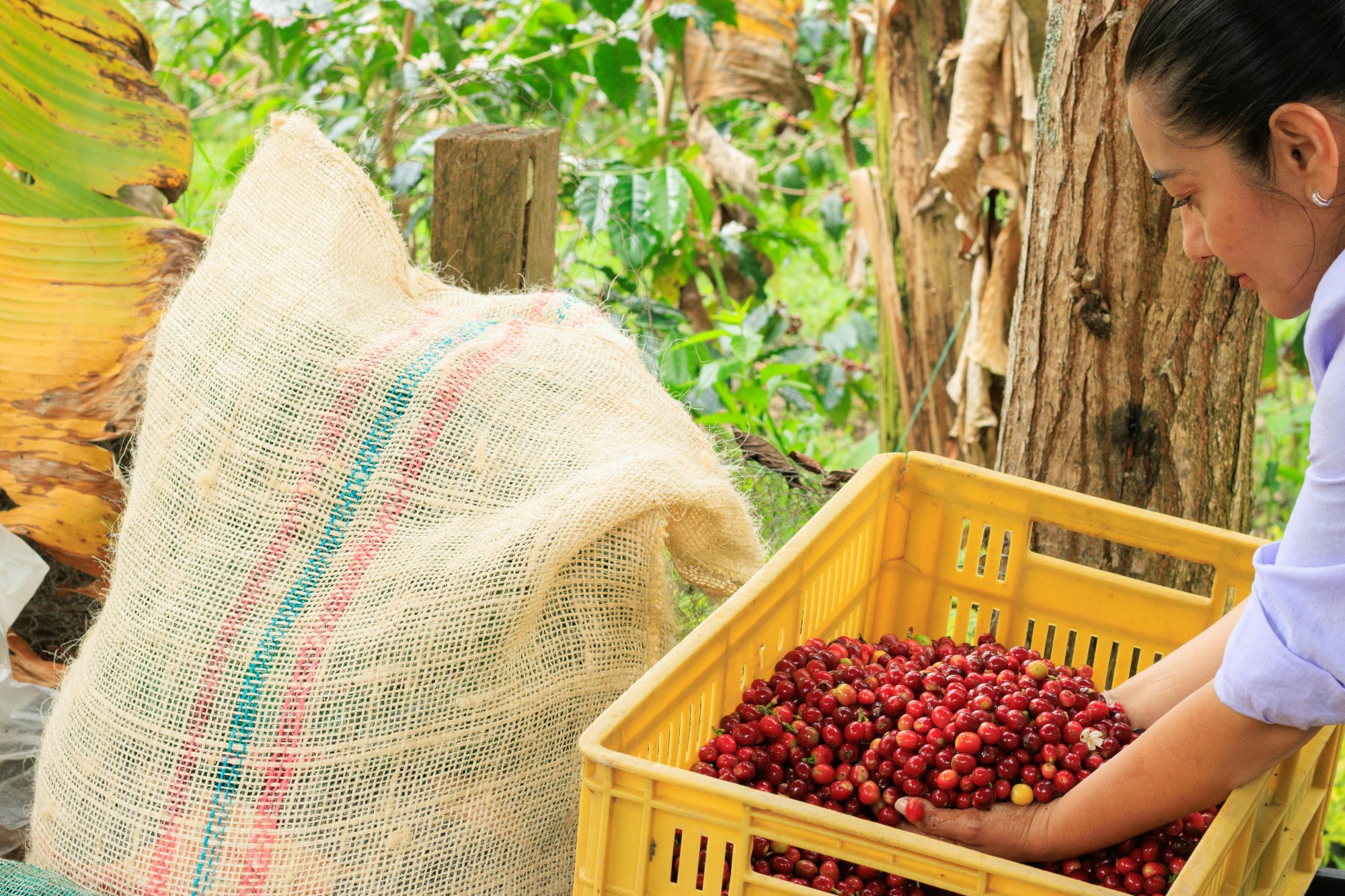 Fresh coffee cherries being harvested