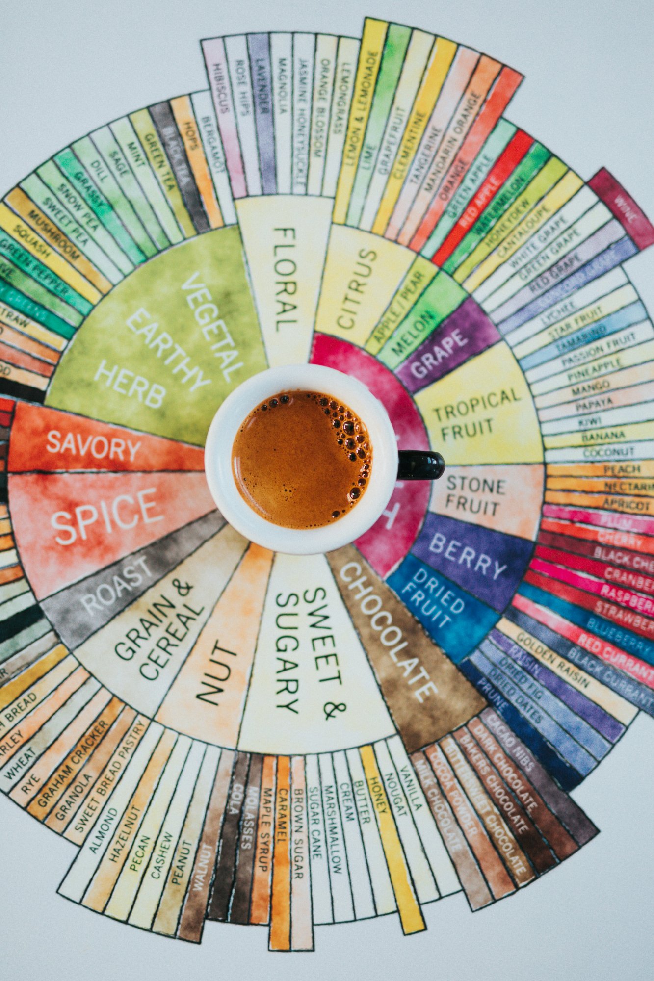 Coffee flavor wheel
